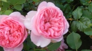 РОЗЫ БАТШЕБА,ДЖАНЕТ,БОСКОБЕЛЬ И ДР.10.ПОКАЗЫВАЮ В СРАВНЕНИИ. РОЗЫ ПЕРСИКИ И МНОГОЦВЕТКИ.2021.