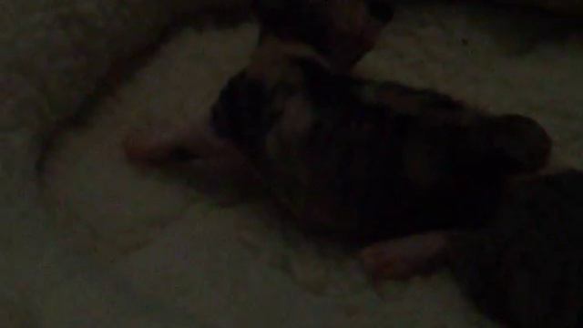 3 week old Devon Rex Kittens смотреть онлайн