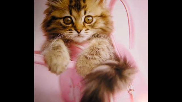 С ДР, Стася! смотреть онлайн