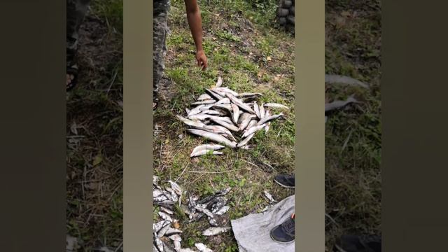 ПОЕХАЛИ НА РЫБАЛКУ С БРЕДНЕМ И УГЛЕМ, И ЧТО?#fishing #карсаков #рыбалка #бредень #рыба #уха #шашлык смотреть онлайн