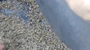 Как добывают семена лука -чернушки