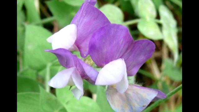 623 МРТ Малявин Практики медитации в даосизме и корни в шаманизме 04 05 2019 смотреть онлайн