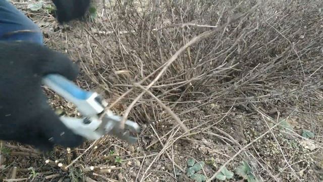 обрезка иссопа и "война клонов" =) смотреть онлайн