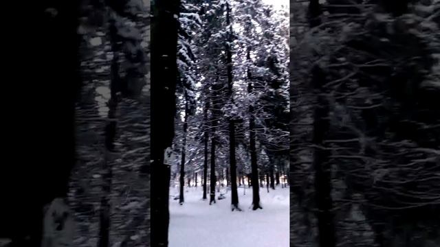 Зимний лес смотреть онлайн
