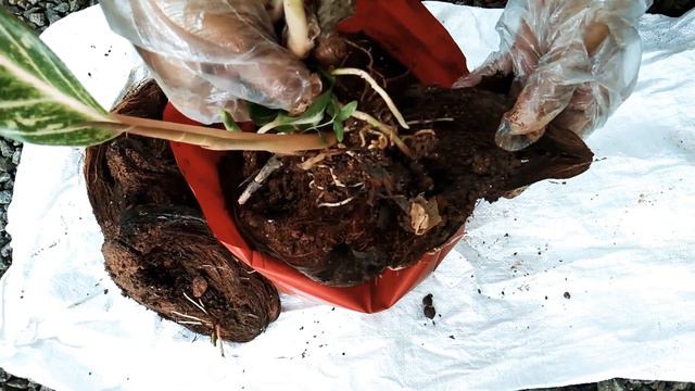 Aglaonema Plant Care And Easy Propagation In Malayalam|| Laurel Easy Tips || Chinese Evergreen смотреть онлайн