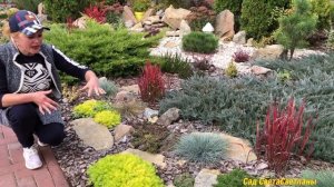 Седум LEMON Coral/Яркая кочка в саду.Однолетник,который может удивить#однолетникикрасивые#цветывсад