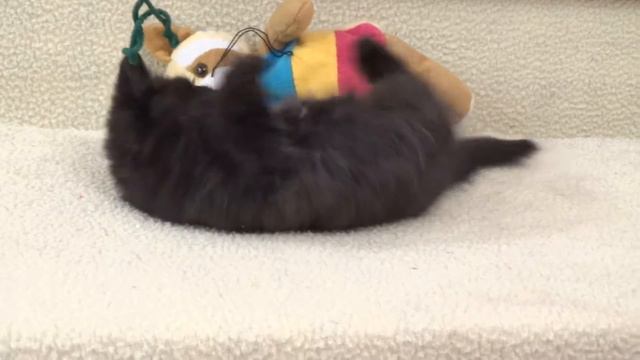 Черный котенок экзот на продажу Black Exotic Shorthair Kitten For Sale