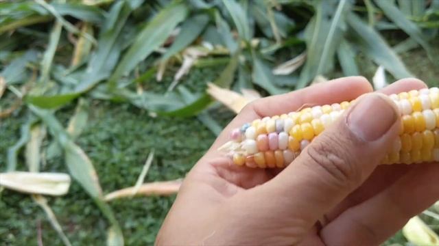 Glass Gem Corn смотреть онлайн