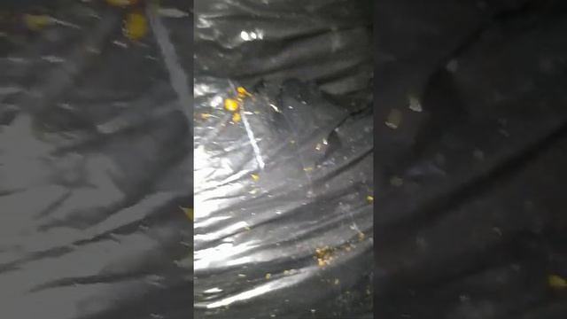 личинки грибной мошки. смотреть онлайн