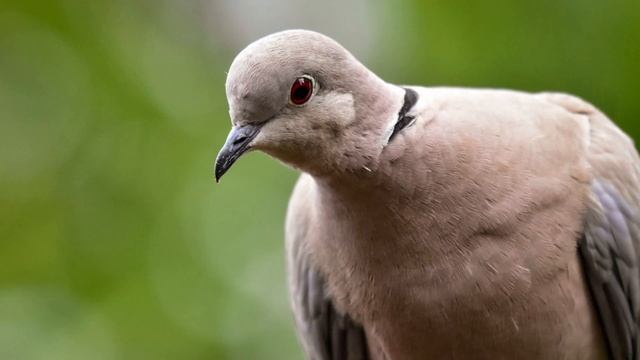 Bird photography using the Nikon D3500 and the 200-500mm lens. смотреть онлайн