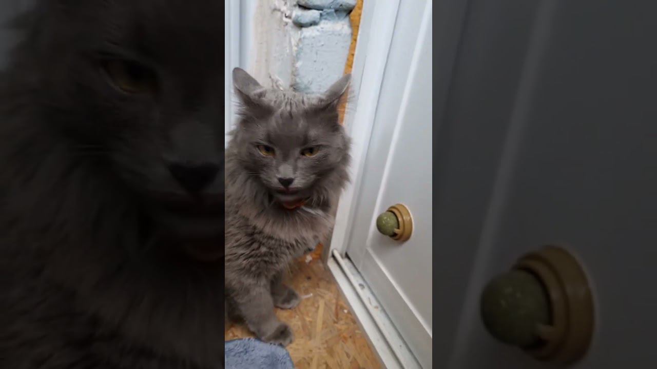 КОТ и КОШАЧЬЯ МЯТА#shorts смотреть онлайн