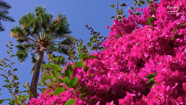 Чудесно и Красиво для души! Новая, неземная мелодия Сергея Чекалина уносит вдаль к мечтам! смотреть онлайн