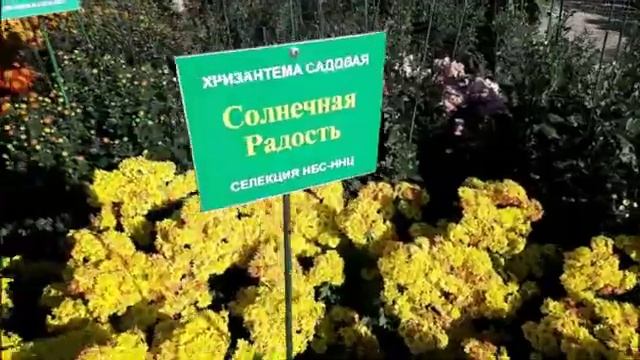 БАЛ ХРИЗАНТЕМ смотреть онлайн