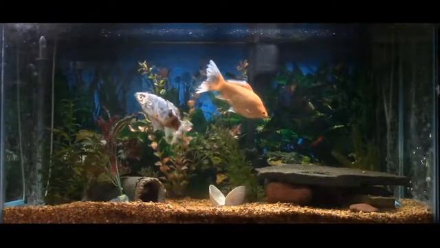 Clair de lune = Andre Kostelanetz = The Lure Of France S2T1 смотреть онлайн