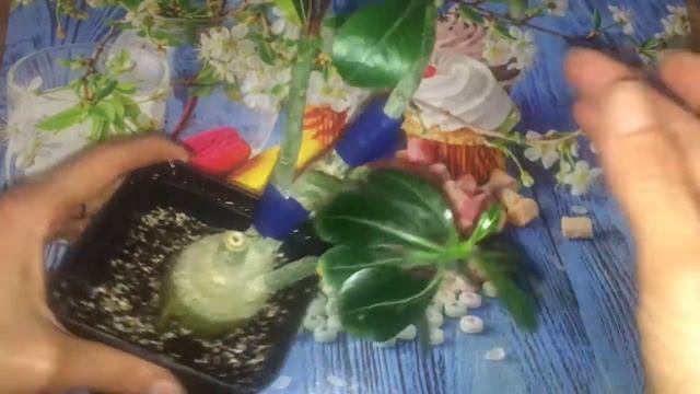 Результаты двух прививок адениума: сам на себя и махровой веточки. смотреть онлайн