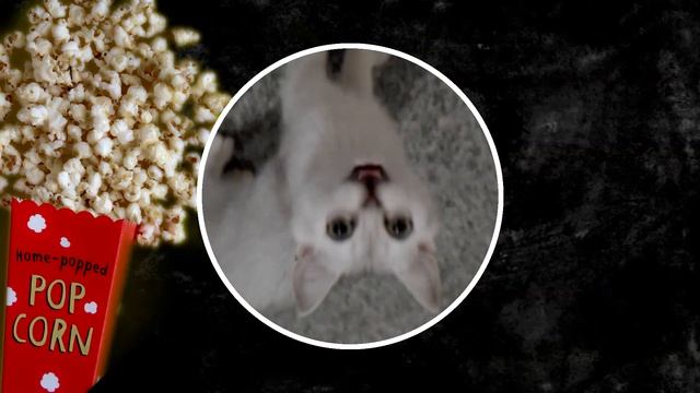 Popcorn Song - Crazy Cats смотреть онлайн