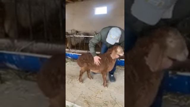 Арашанские ягнята. Месячный экземпляр смотреть онлайн