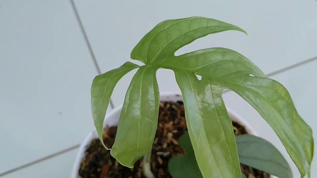 Tanaman Amydrium Medium Silver