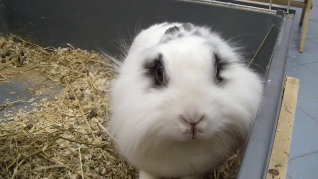 Кролик львиноголовый смотреть онлайн