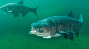 Факты о Толстолобике которых вы не знали! До каких размеров вырастает и сколько жизни..