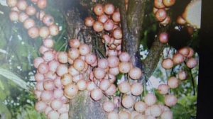 Сажаю экзотический фрукт Лонган который должна полюбить  каждая женщина