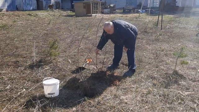 21.04.2023г. Посадка саженцев дикой сливы. смотреть онлайн