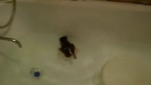 Утка в ванной 6.AVI смотреть онлайн