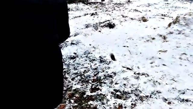 Как дать котику горькую таблетку. Полезные советы. Выпуск № 1 смотреть онлайн