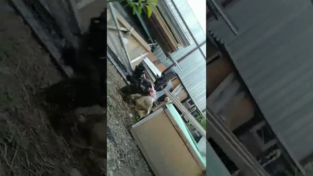 Селезень против Петуха