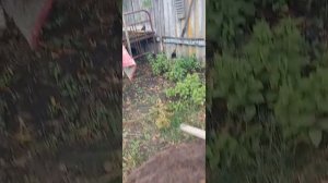 Сушилка для фруктов на дровах своими руками