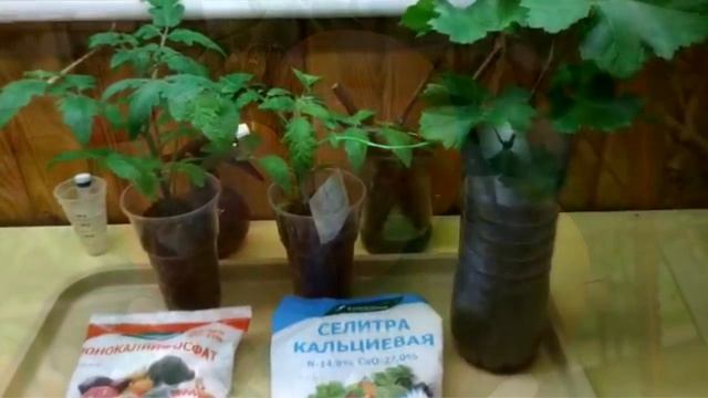 Подкормка рассады. Минное поле. смотреть онлайн