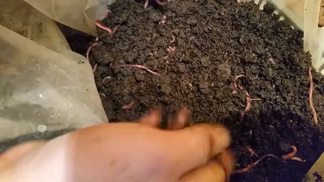 #15 ДЕНДРОБЕНА ТОРФ С НАВОЗОМ смотреть онлайн