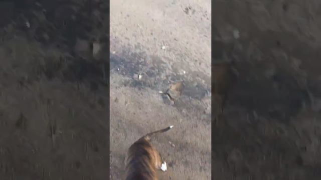 Тверь, питбуль гуляет с воронами смешные видео / собаки / смешные животные смотреть онлайн