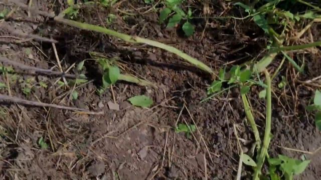 Как быстро вырастить картофель? Шикарный урожай за короткие сроки! Посадка картофеля смотреть онлайн