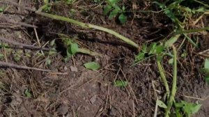 Как быстро вырастить картофель? Шикарный урожай за короткие сроки! Посадка картофеля