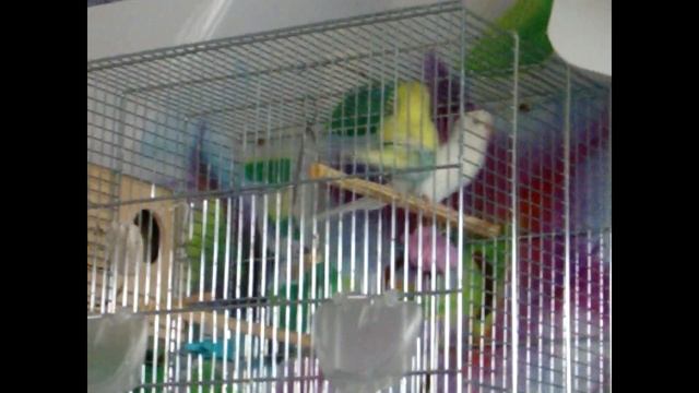 Волнистые попугаи создали пару