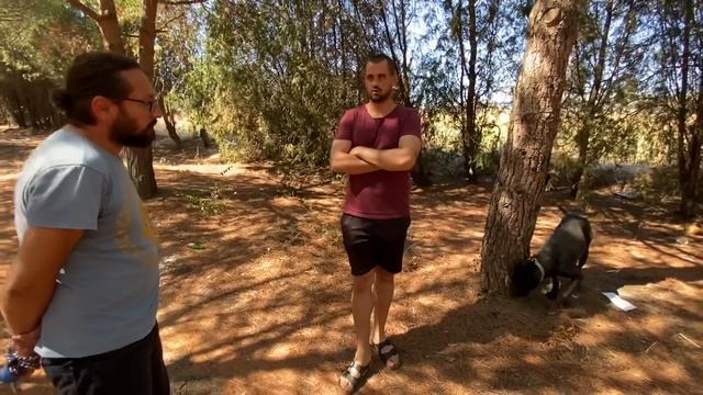 CANE CORSO VS AMERİKAN STAFF - THOR YİNE YAPTI YAPACAĞINI смотреть онлайн