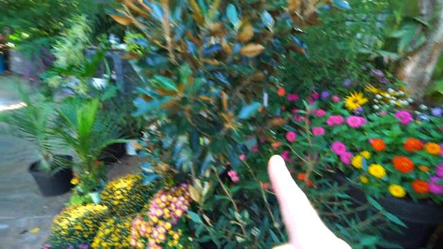 Shopping For a Special Plant || Big Plant Haul || Little Gem Magnolia || Saturday Vlog смотреть онлайн