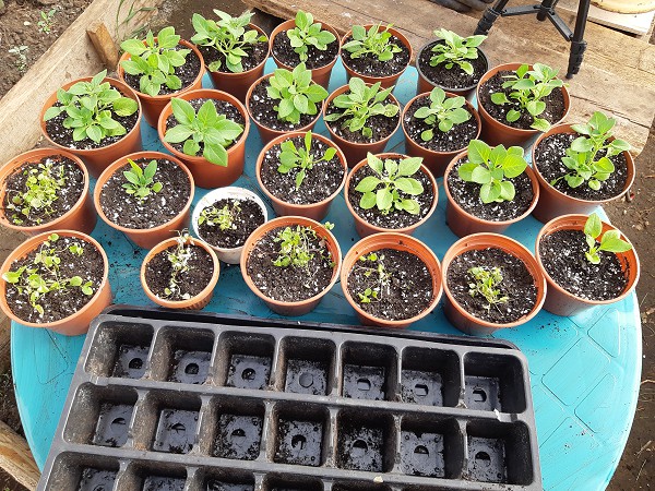 Лунный посевной календарь на МАРТ 2024 г.