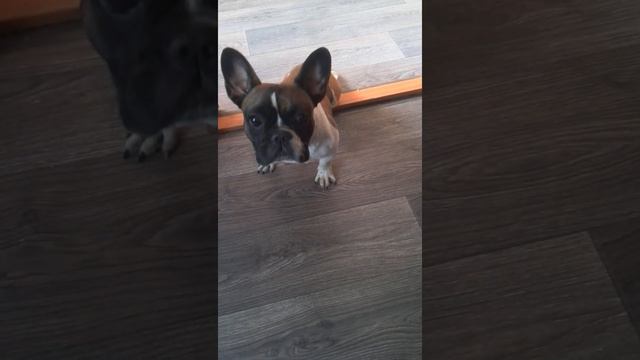 ПРИЕХАЛ ПОГОСТИТЬ смотреть онлайн