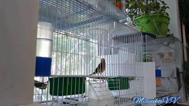 Гибрид щегол и канарейка пение смотреть онлайн