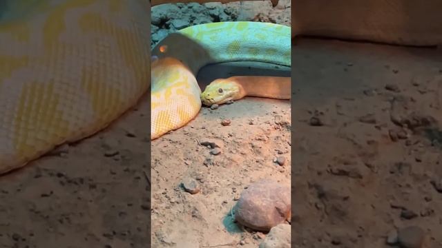 Алматы. Горький парк. Отпуск2021г смотреть онлайн