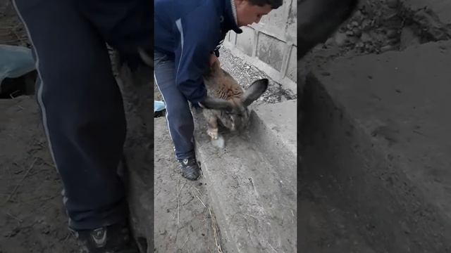 Кролики великаны! ГИГАНТСКИЕ КРОЛИКИ В АРМЕНИИ ՏԱՎՈՒՇՈՒՄ смотреть онлайн