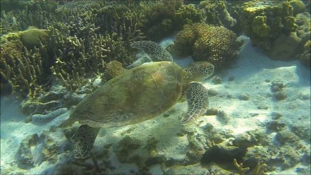 Морские черепахи / Sea turtles смотреть онлайн