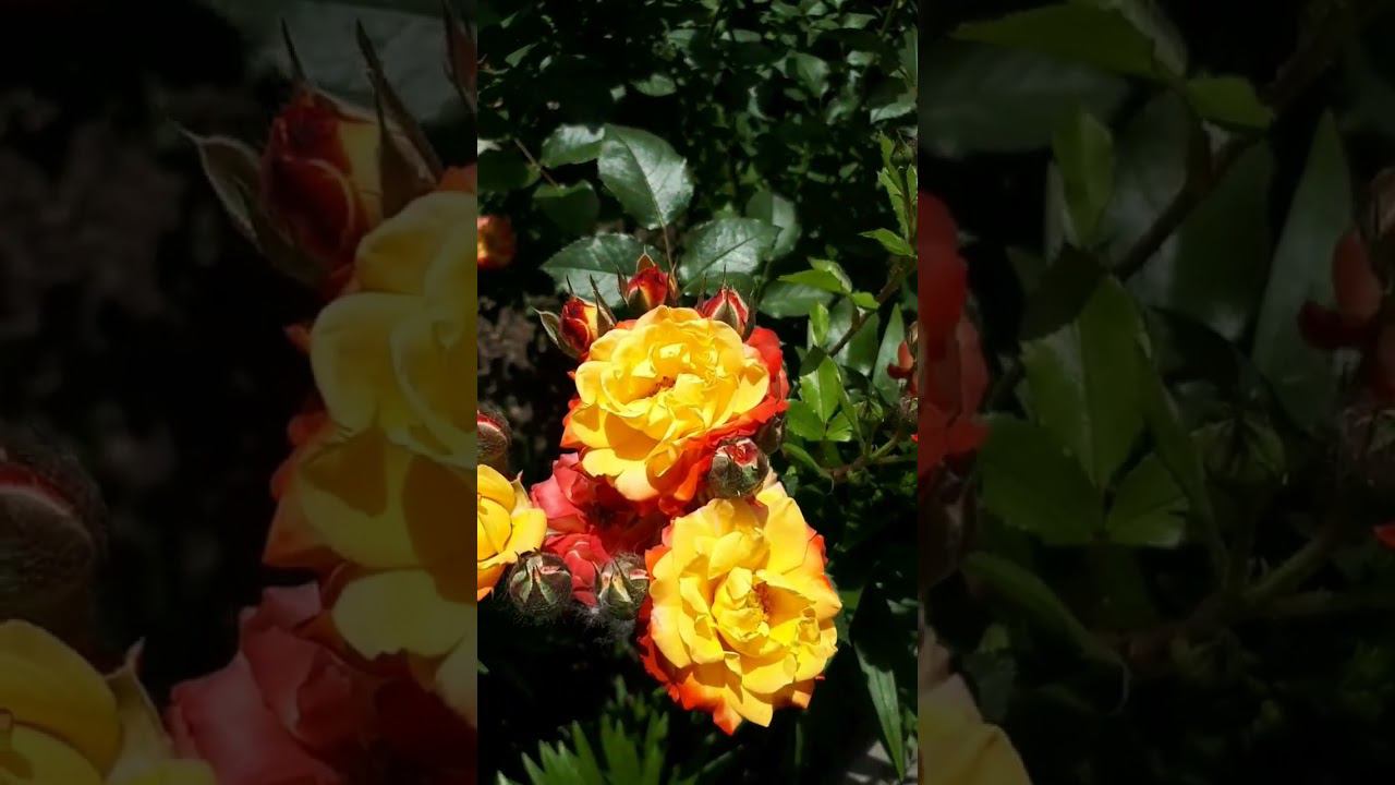 Цветут многолетники ЖАСМИН и РОЗЫ | с Мариной Гусаковой 01.06.24 смотреть онлайн