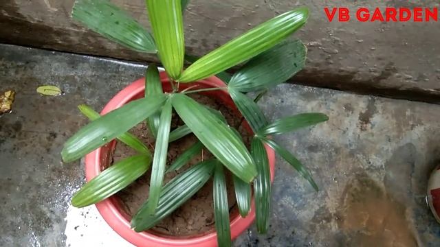 10 Different Types of Palm Plants that every Garden Lover Should have in their Garden смотреть онлайн