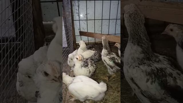 Нас ждал сегодня сюрприз.На 20 день начался вывод цыплят под наседкой. смотреть онлайн