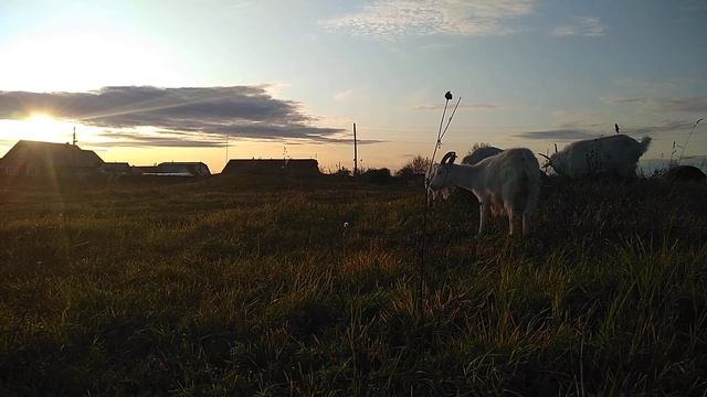 Козы на закате едят траву смотреть онлайн