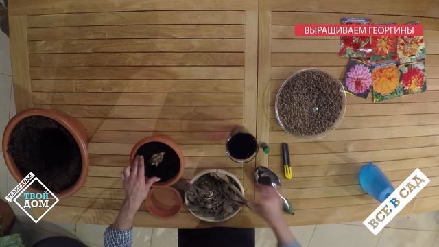 Сажаем георгины. Секреты посадки и выращивания