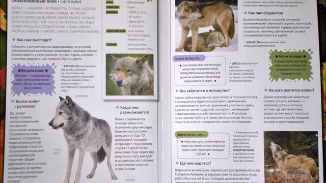 Леса умеренного пояса Волк смотреть онлайн